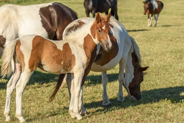 Poneys Dans Pâturage Campagne Française — Photo