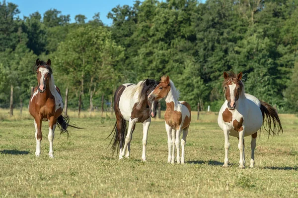 Pôneis Pasto Campo Francês — Fotografia de Stock