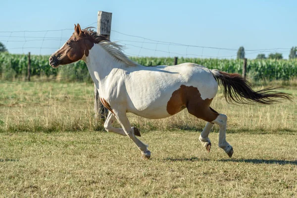 Pony Running Pasture French Countryside — Stock Photo, Image