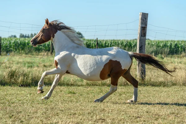 Pony Running Pasture French Countryside — Stock Photo, Image