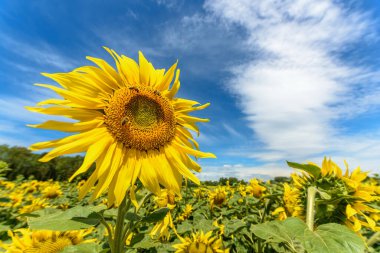Fransız seferlerinde ekilmiş bir tarlada ayçiçeği çiçekleri.
