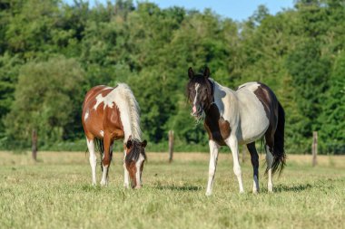 Fransız kırsalında bir otlakta midilliler