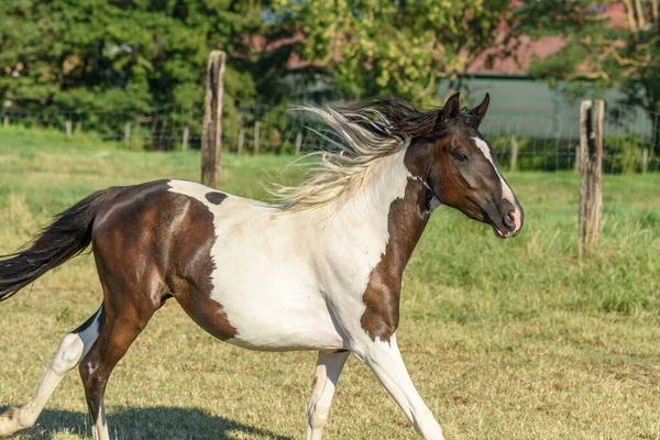 Pony Running Pasture French Countryside — Stock Photo, Image