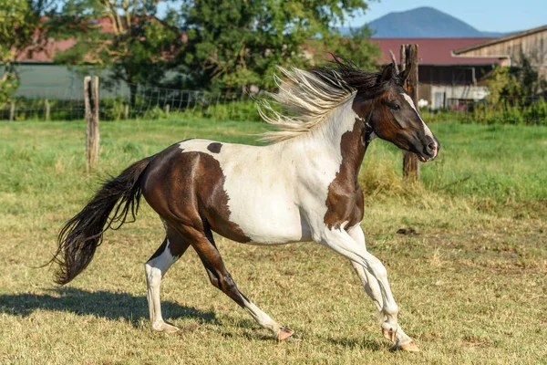 Pony Rennend Een Weiland Het Franse Platteland — Stockfoto