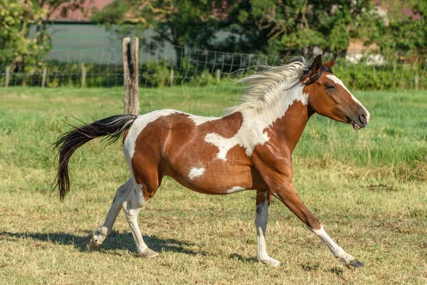 Pony Running Pasture French Countryside — Stock Photo, Image