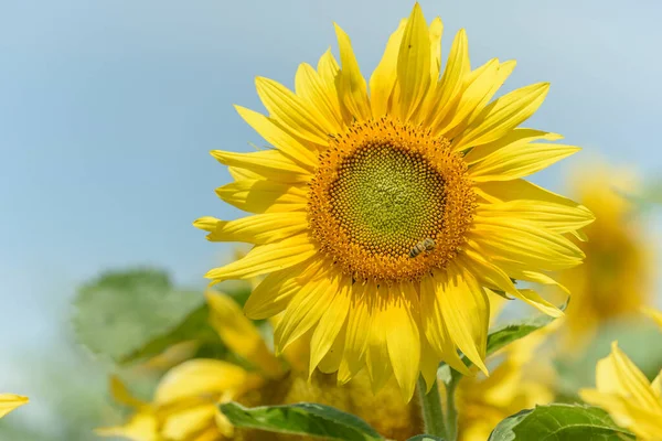 Sunflower flowers in a cultivated field in the french campaing