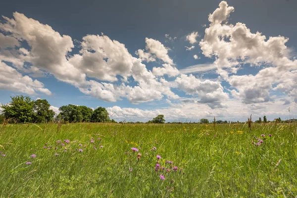 Blühende Wiese Der Französischen Landschaft Frühling — Stockfoto