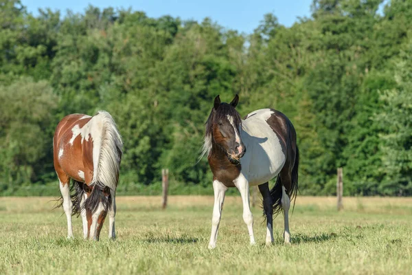 Poneys Dans Pâturage Campagne Française — Photo