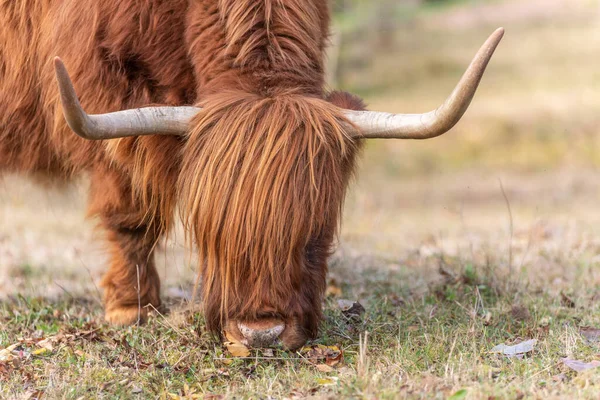 Портрет Высокогорного Скота Пастбище Французской Сельской Местности — стоковое фото