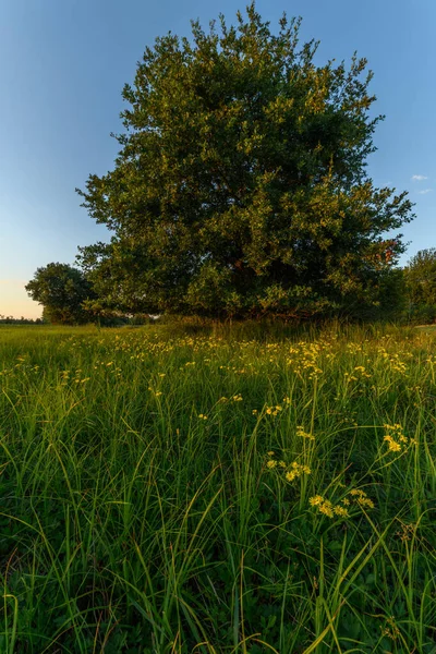 Naturwiese Mit Gelben Blumen Sommer — Stockfoto