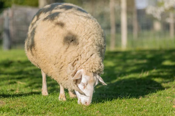Вівці Фермі Французькому Селі — стокове фото