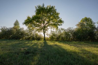 Büyük meşe ağacı ve güneş ışığı, yaz otlaklarında.