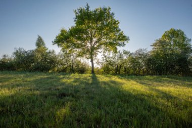 Büyük meşe ağacı ve güneş ışığı, yaz otlaklarında.