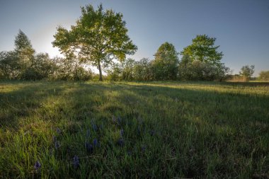 Büyük meşe ağacı ve güneş ışığı, yaz otlaklarında.