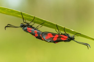 Çayırda çiftleşen altı noktalı burnet (Zygaena filipendulae)