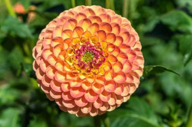 Fransız bahçe parkında büyüyen Dahlia çiçekleri