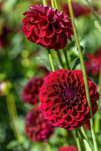 Dahlia flowers growing in a french garden park