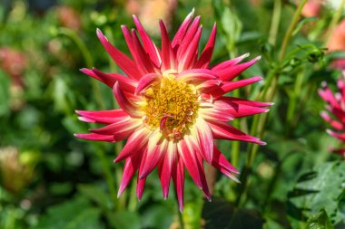 Bahçede büyüyen Dahlia çiçekleri