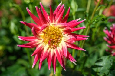 Bahçede büyüyen Dahlia çiçekleri