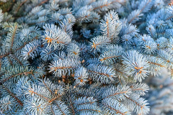 青いモミの枝 クリスマスカードの灰色の背景 — ストック写真