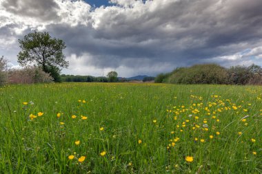 Fransa kırsalında yeşil alan ve ağaçlar