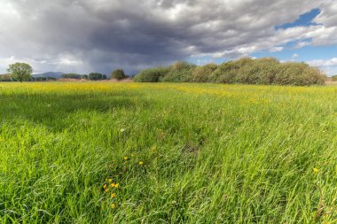 Fransa kırsalında yeşil alan ve ağaçlar
