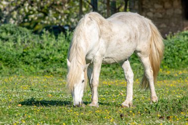 Beyaz At ilkbaharda Camargue, Fransa 'da