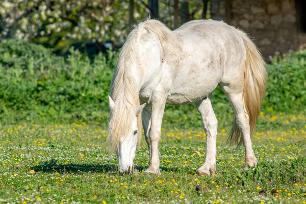 White Horse in spring in Camargue, France