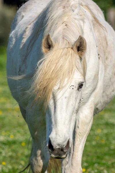 Bílý Kůň Jaře Camargue Francie — Stock fotografie
