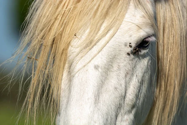 Bílý Kůň Jaře Camargue Francie — Stock fotografie