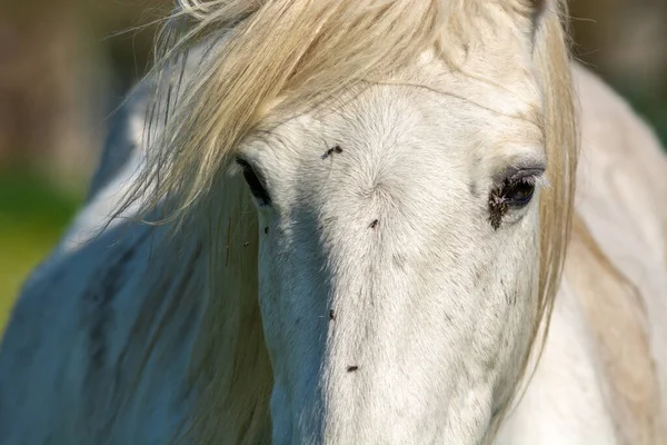 Bílý Kůň Jaře Camargue Francie — Stock fotografie