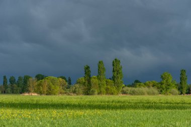 Baharda ağaçlarla ve bulutlu gökyüzüyle yeşil çayır