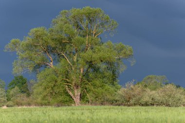 Baharda ağaçlarla ve bulutlu gökyüzüyle yeşil çayır