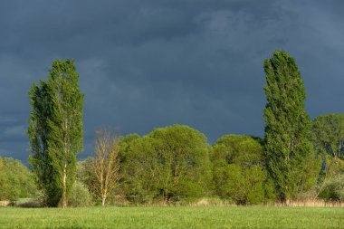 Baharda ağaçlarla ve bulutlu gökyüzüyle yeşil çayır