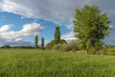 Baharda ağaçlarla ve bulutlu gökyüzüyle yeşil çayır