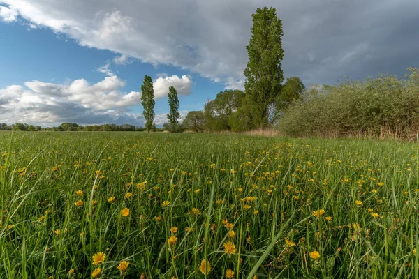 Green Meadow Trees Cloudy Rainy Sky Springtime — Stock Photo, Image