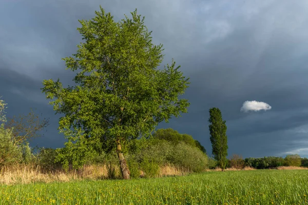 Grüne Wiese Mit Bäumen Und Bewölktem Regenhimmel Frühling — Stockfoto