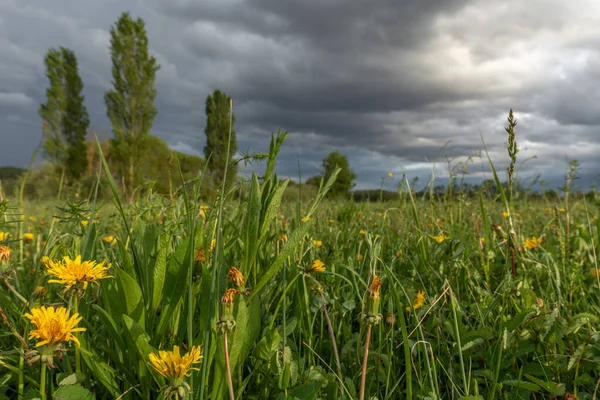 Green Meadow Trees Cloudy Rainy Sky Springtime — Stock Photo, Image