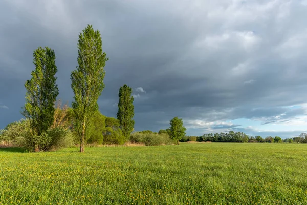 Prado Verde Com Árvores Céu Chuvoso Nublado Primavera — Fotografia de Stock