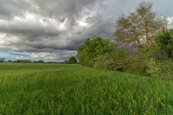 Grüne Wiese Mit Bäumen Und Bewölktem Regenhimmel Frühling — Stockfoto