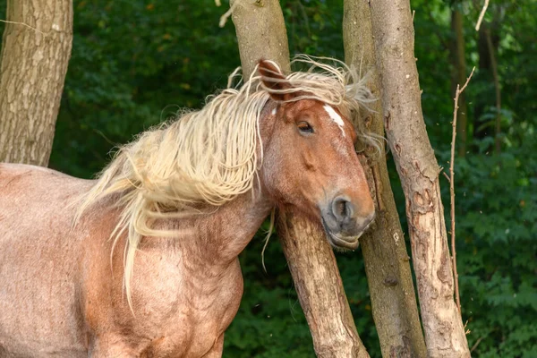 Koncept Koně Portrét Pastvině Francouzské Zemi — Stock fotografie