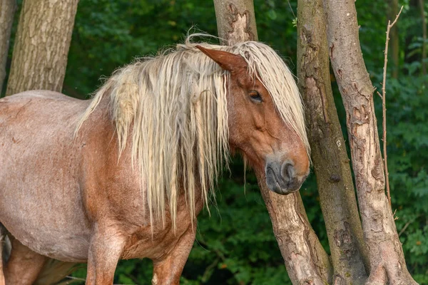 Koncept Koně Portrét Pastvině Francouzské Zemi — Stock fotografie