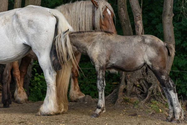 Koncept Koně Portrét Pastvině Francouzské Zemi — Stock fotografie