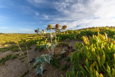Eryngium maritimum. Deniz devedikeni. Fransız Atlantik kıyısındaki Sea Holly.