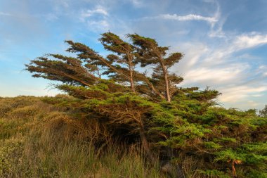 Fransa 'da Atlantik Okyanusu' nun kıyısındaki bir kıyı bölgesinde rüzgarla eğilmiş sedir ağacı..