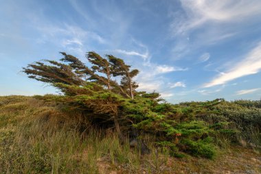 Fransa 'da Atlantik Okyanusu' nun kıyısındaki bir kıyı bölgesinde rüzgarla eğilmiş sedir ağacı..