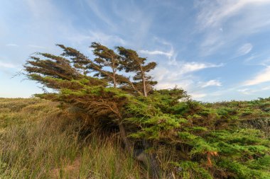 Fransa 'da Atlantik Okyanusu' nun kıyısındaki bir kıyı bölgesinde rüzgarla eğilmiş sedir ağacı..