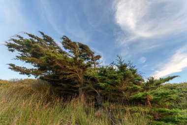 Fransa 'da Atlantik Okyanusu' nun kıyısındaki bir kıyı bölgesinde rüzgarla eğilmiş sedir ağacı..