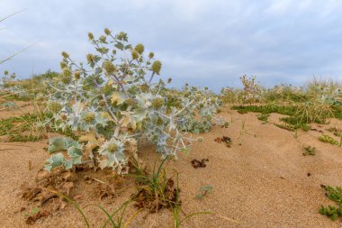 Eryngium maritimum. Deniz devedikeni. Fransız Atlantik kıyısındaki Sea Holly.