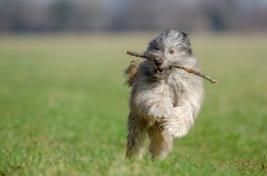 Mutlu köpekler Fransa 'da baharda bir tarlada eğleniyorlar..